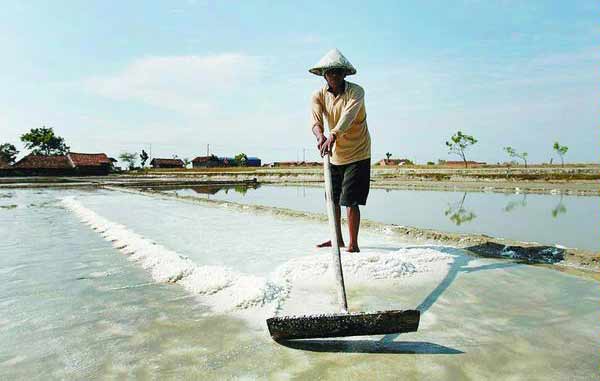 Dua Perusahaan Garam di Sumenep belum Serap Garam Petani