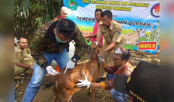 DKPP Kabupaten Pamekasan saat melakukan pemeriksaan hewan qurban di penampungan di jalan Sersan Mesrul Pamekasan. foto: ERRI/ BANGSAONLINE