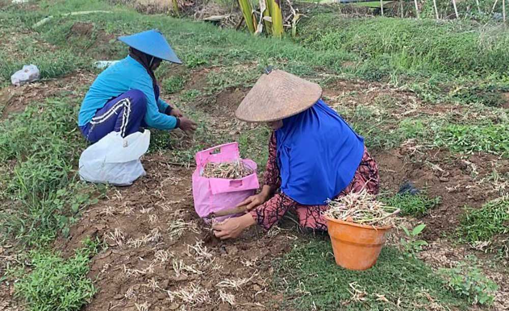 Petani bawang merah di Desa Kembangbilo terpaksa panen lebih awal karena serangan hama ulat.