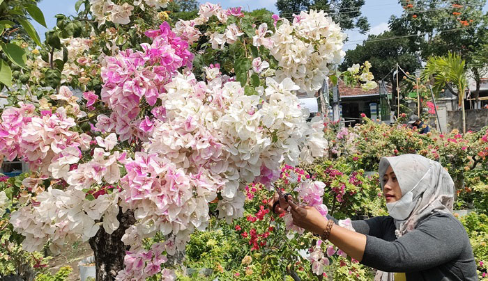 Heni Ifawati, pemilik kedai kopi kali sekaligus pemilik kebun bunga Bougenville saat merapikan ranting bunga Bougenville jenis sakura di Jalan Erlangga, Katang, Kecamatan Ngasem Kabupaten Kediri. foto: MUJI HARJITA/ BANGSAONLINE