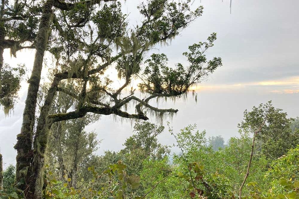 Hutan Gunung Raung. Foto: M. Sulthon Neagara/BANGSAONLINE.com