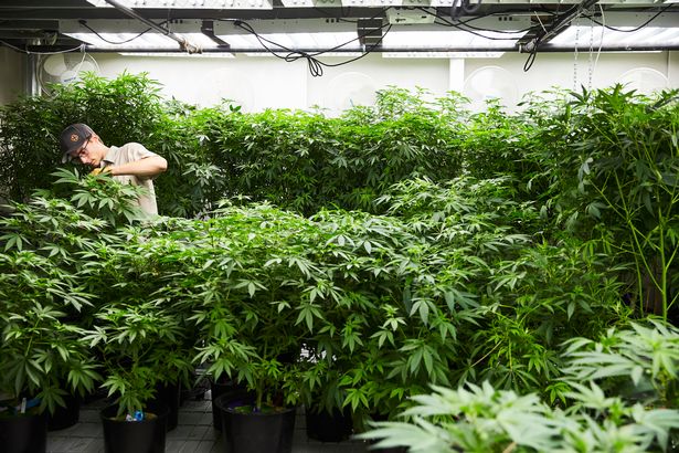 Kebun ganja manfaatkan lahan kosong.foto: mirror.co.uk