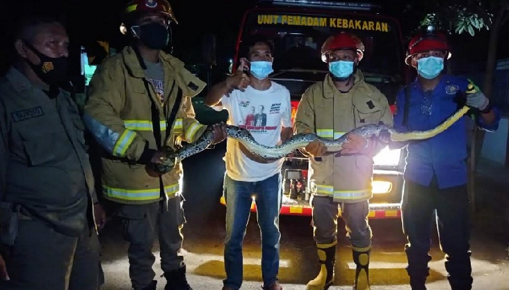 Tim Damkar menunjukkan satu ular sanca yang berhasil dievakuasi.
