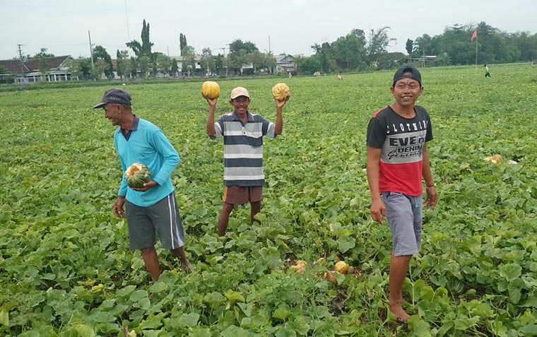 Heri (kanan) petani blewah yang videonya viral di medsos. foto: AAN AMRULLOH/ BANGSAONLINE