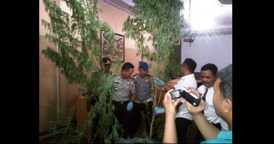 Petugas saat mengamankan beberapa barang bukti, diantaranya pohon ganja. foto: Imron/BangsaOnline.com