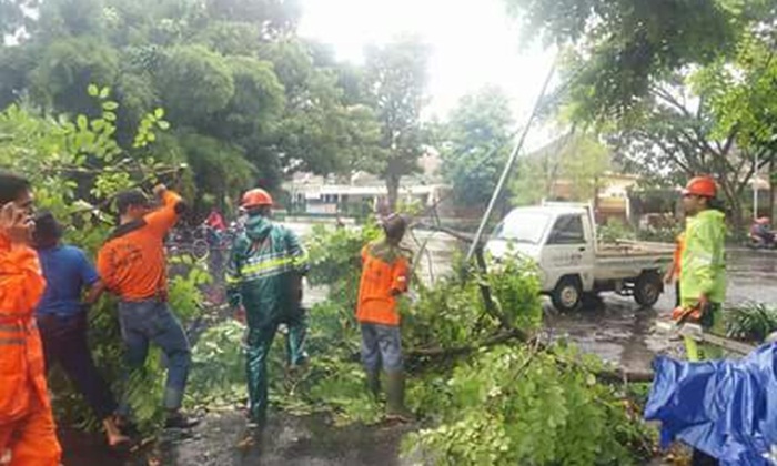 Hujan Deras Disertai Angin di Kota Malang Tumbangkan Pohon