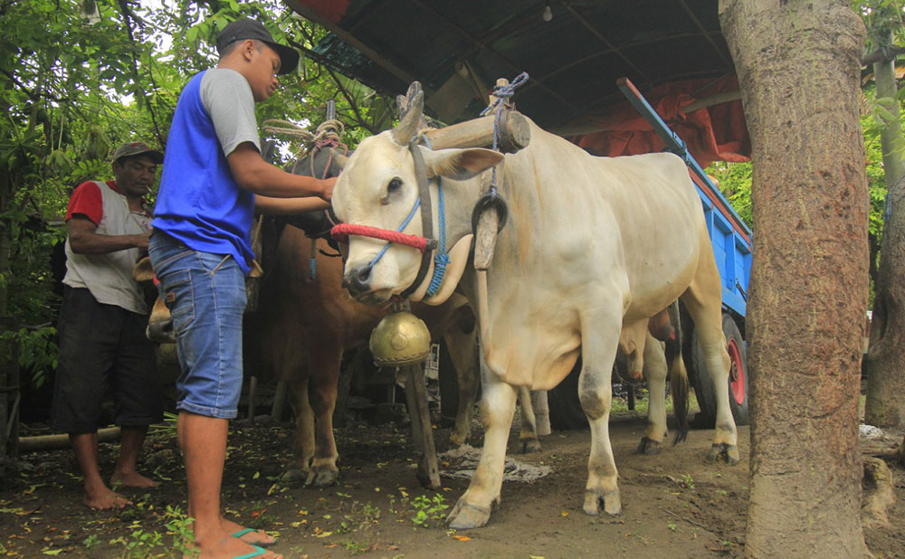 Di Kabupaten Kediri Belum Ditemukan Penyakit Mulut dan Kuku pada Hewan Ternak