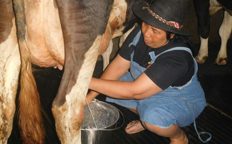 Diolah Jadi Berbagai Produk, Susu Sapi Brau Kota Batu Tetap Bertahan di Tengah Pandemi Covid-19