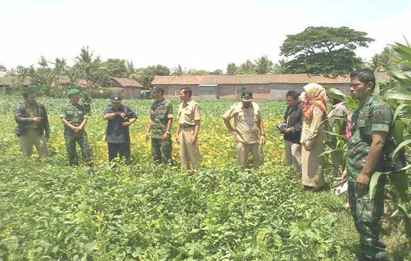 Jajaran Muspika Mojo Kediri memantau 42 ha lahan kedelai yang siap dipanen raya selama tiga hari ini. (ft:penrem 082/cpyj untuk BANGSAONLINE)