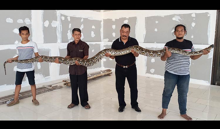 Pengusaha Sueb Abdullah saat menunjukkan ular piton yang masuk ke kafenya. (foto: SYUHUD/ BANGSAONLINE)