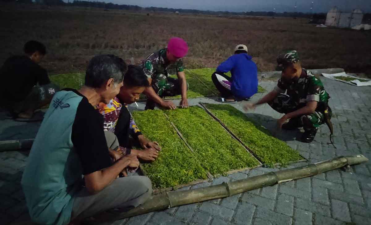 Sempat Terbengkalai, Gudang Tembakau Kini Jadi Tumpuan Petani Tuban