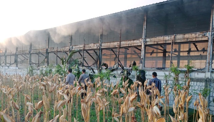 Kondisi kandang ayam milik Anton Dwi Raharjo (31) warga Desa Cekalang, Kecamatan Soko, Kabupaten Tuban usai hangus terbakar, Jumat (22/7/2022).