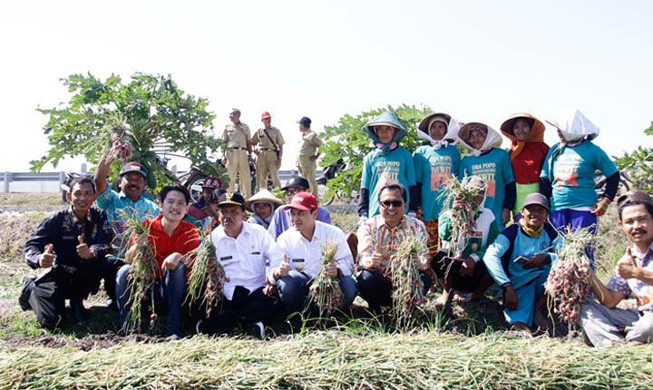 Bupati Novi dan Wabup Marhaen bersama petani saat panen raya brambang di Desa Mojorembun, Rejoso. foto: BAMBANG/ BANGSAONLINE