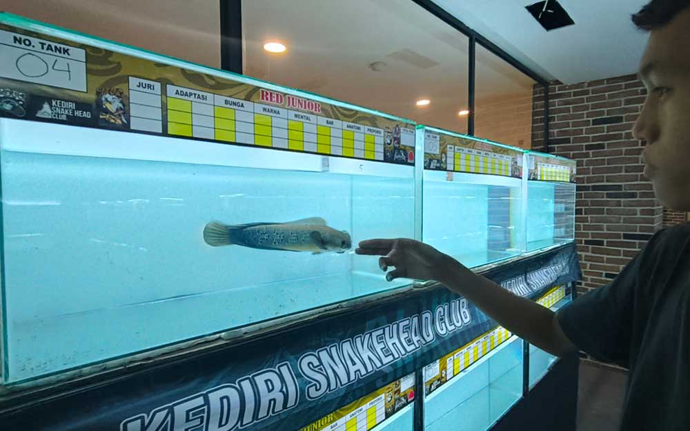 Andri W saat menunjukkan salah satu ikan channa yang siap ikut kontes. Foto: MUJI HARJITA/ BANGSAONLINE