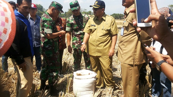 Danrem beserta jajaran di sela kegiatan panen padi.  