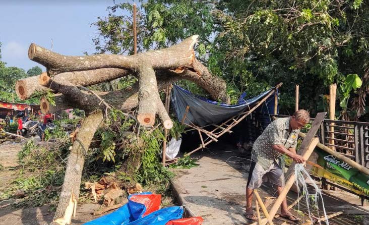 Tampak pohon trembesi yang tumbang menimpa tiga warung tenda yang ada di bawahnya. foto: Muji Harjita/BANGSAONLINE.com