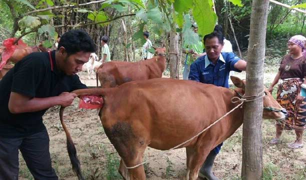 Sapi Ternak di Sampang Alami Gangguan Reproduksi