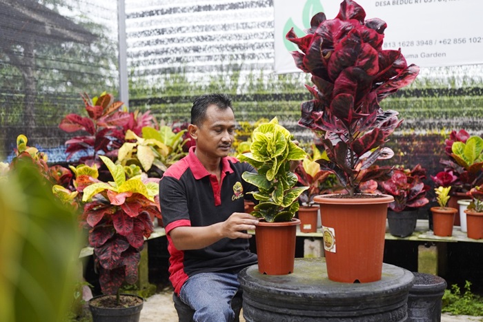 Suyatno, Petani Puring asal Desa Bedug, Kecamatan Ngadiluwih, Kabupaten Kediri. foto: ist.