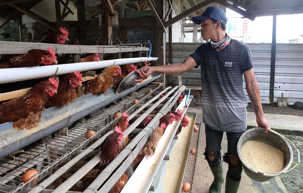 Peternak ayam petelur di Blitar keluhkan harga telur yang anjlok.