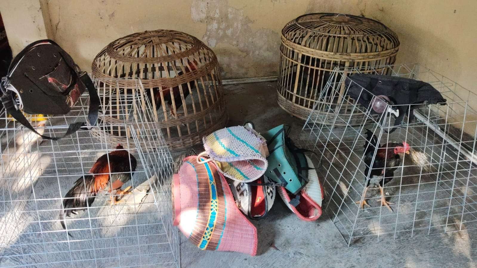 Barang bukti praktik judi sabung ayam yang diamankan