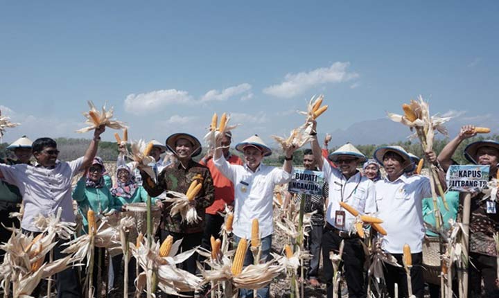 Bupati Nganjuk Novi dan Dirjen Kementerian Suwandi menunjukkan jagung varietas Nasa pada panen raya. foto: BAMBANG/ BANGSAONLINE