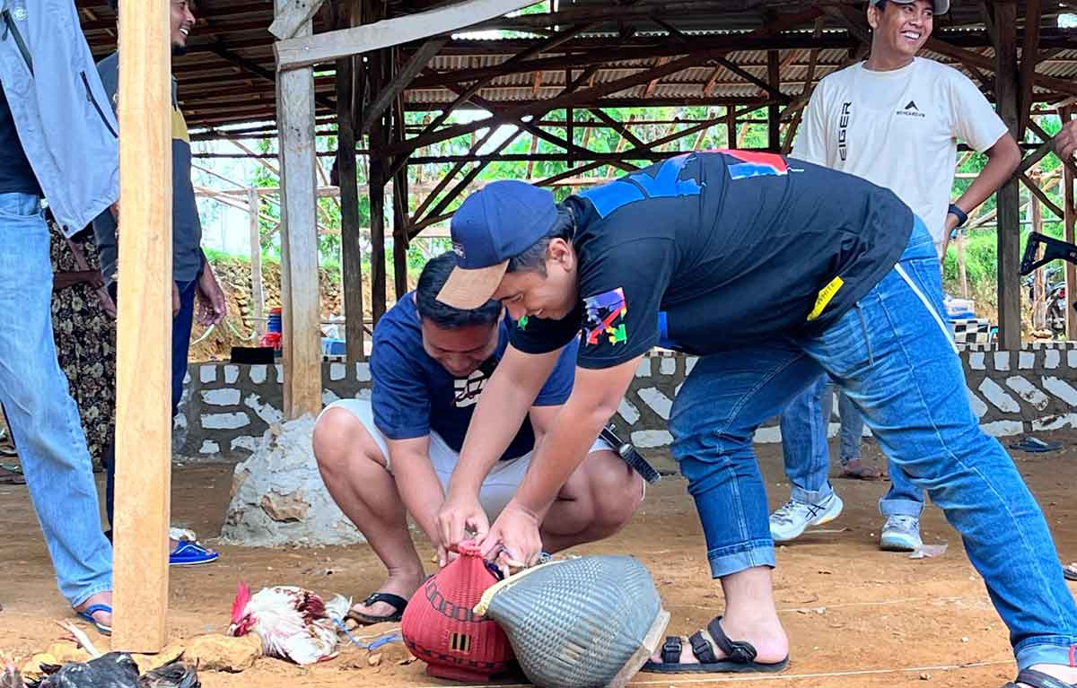 Petugas dari Polres Sampang saat menggerebek sabung ayam di Kecamatan Sokobanah.
