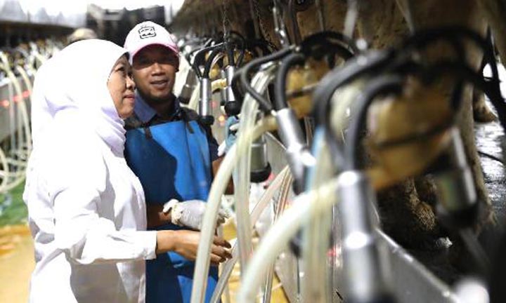 80% Susu Impor, Khofifah Kejar Target Swasembada, Dorong Perluasan Peternakan Sapi Perah