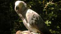 ?Burung nuri jenis African Grey milik Darren Chick hilang selama empat tahun.foto:repro bbc