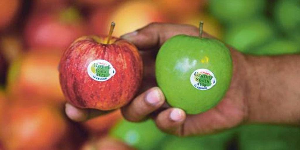 Apel Granny Smith. foto: rmol