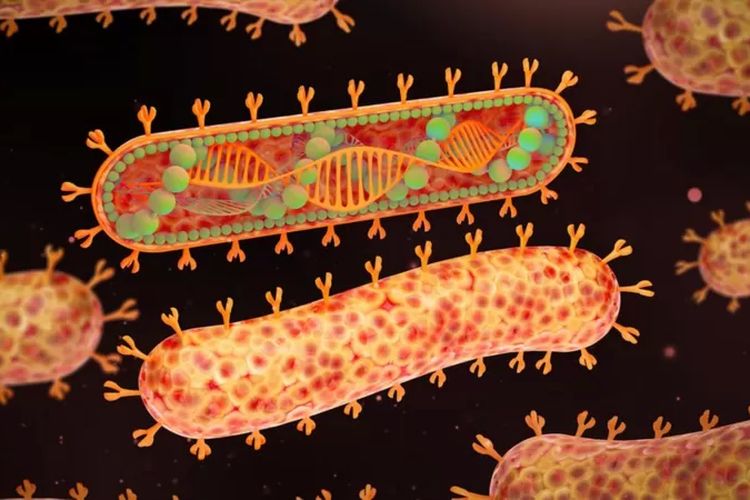 Kemenkes Waspadai Potensi Penularan Virus Marburg di Indonesia. Foto: Ist