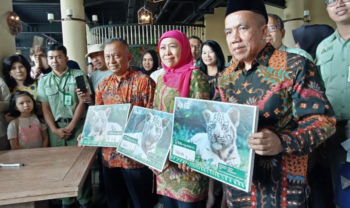 Gubernur Jatim Khofifah menunjukkan foto-foto harimau benggala anakan yang baru lahir.