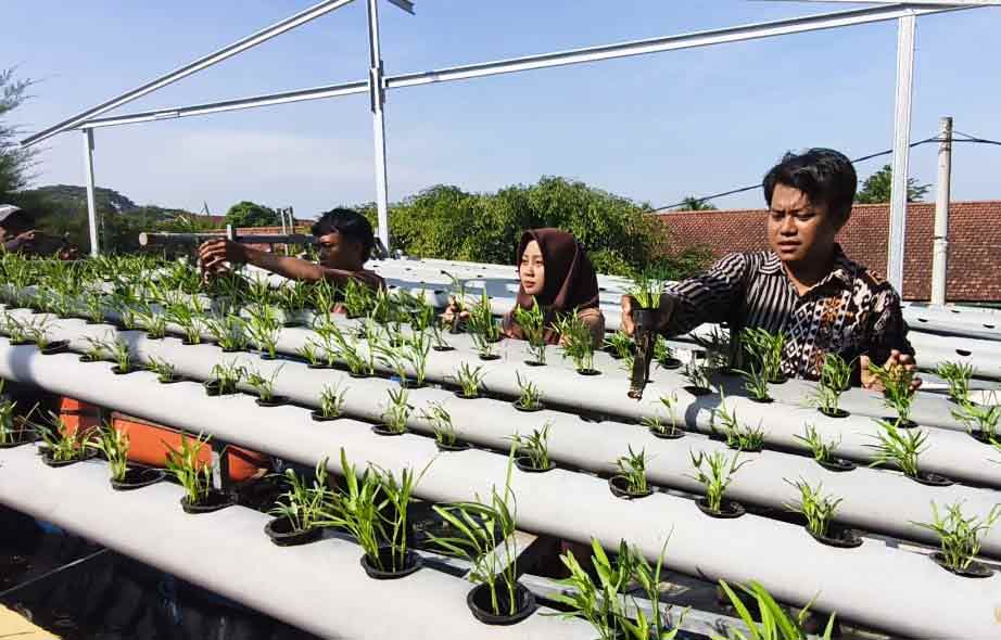 Mahmud, seorang guru muda saat membimbing siswanya untuk bertani ala akuaponik. Foto: Muji Harjita.