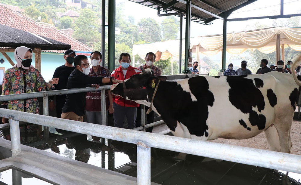 Pemerintah Kota Batu Serahkan Bantuan Kandang Komunal untuk Sapi Perah di Dusun Brau