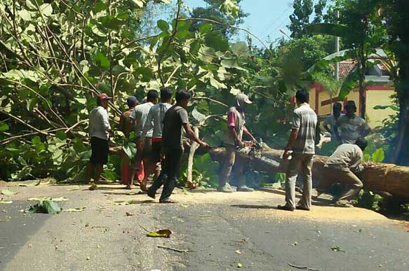 Salah satu pohon jati di Kecamatan Saronggi, Sumenep, Madura saat ditebang. Aksi penebangan itu mengganggu pengguna jalan raya. foto: JUNAIDI/ BANGSAONLINE