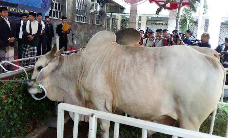 Sapi milik Presiden Joko Widodo dan Wapres Jusuf Kalla yang disumbangkan di Masjid Istiqlal.