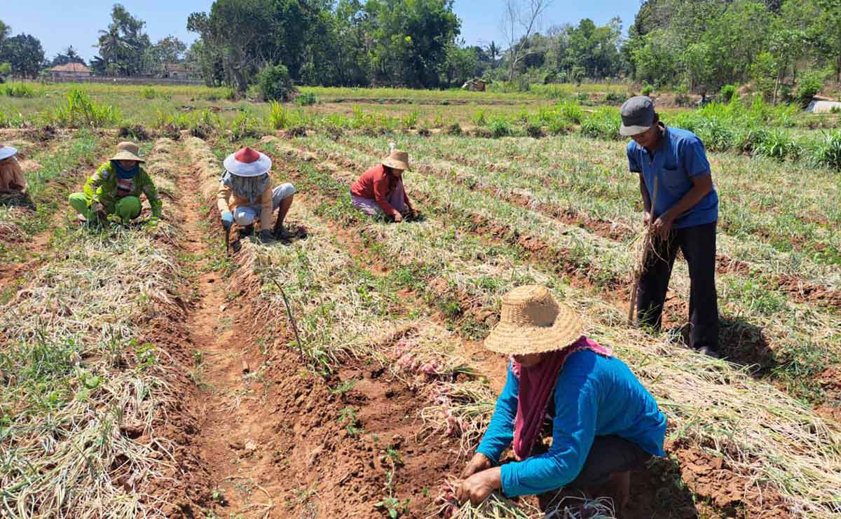 Para petani saat beraktivitas.
