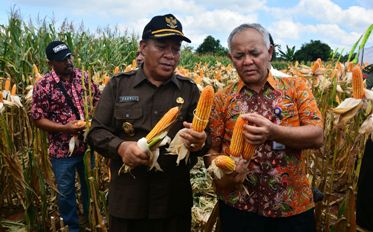 Dirjen Kementerian Pertanian didampingi Bupati Fadeli saat melakukan panen jagung perdana. (foto: haris/BANGSAONLINE)