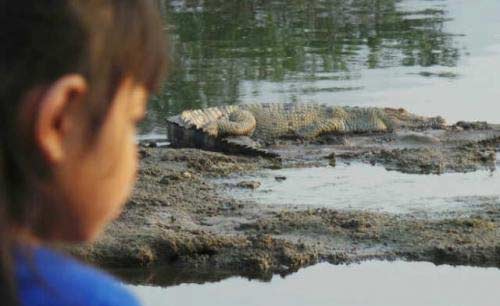 Seorang anak yang sedang mengamati seekor buaya yang muncul di Kali Porong. (foto: khumaidi/BANGSAONLINE)
