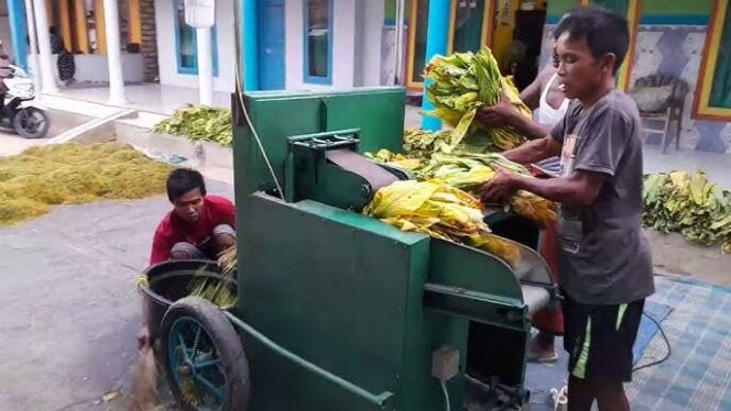Mesin rajang tembakau