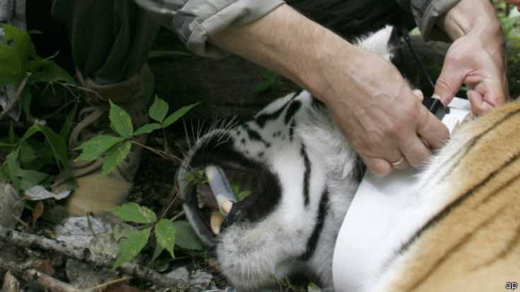 Vladimir Putin mengunci kalung leher yang dipasang pelacak satelit pada seekor harimau Siberia, sebelum dilepas. Foto: repro bbc