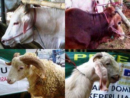 sapi kambing kurban