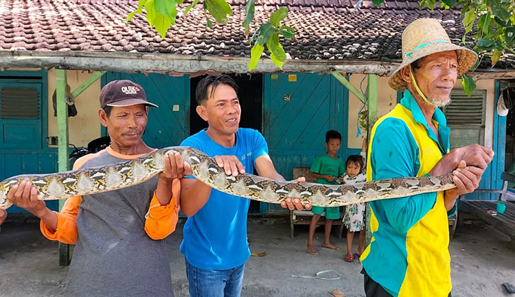 Warga Desa Suwalan, Kecamatan Jenu, Kabupaten Tuban, Lasmijan, saat membawa ular piton tangkapannya.