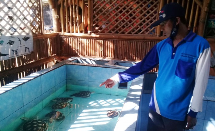 Penyu-penyu yang ada di tempat penangkaran Pantai Cemara, Banyuwangi.