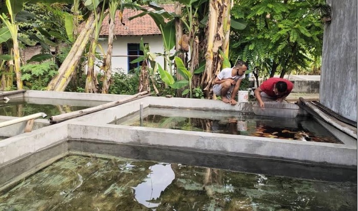 Budidaya Ikan Cupang Ketami, Bertahan di Tengah Pandemi Covid-19