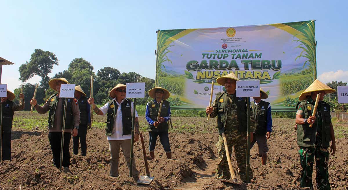 Tutup tanam Garda Tebu Nusantara di Kebun Benih Datar (KBD) tebu varietas Panjalu. Foto: Ist