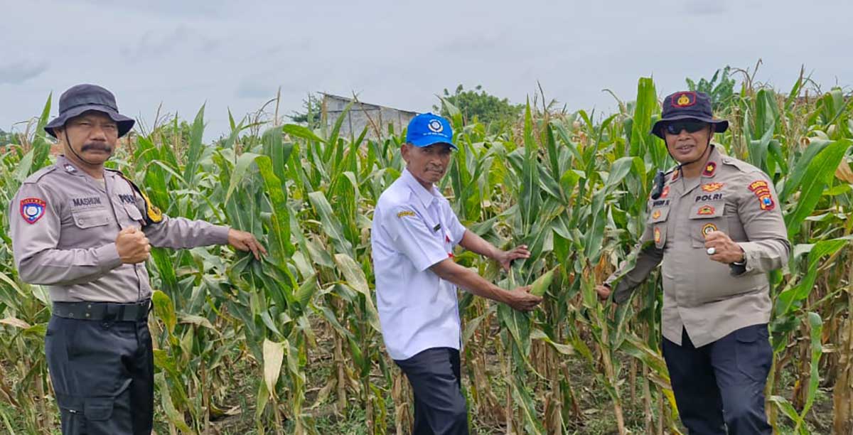 Penanaman jagung yang dilakukan jajaran Polsek Balongbendo di Desa Seduri.