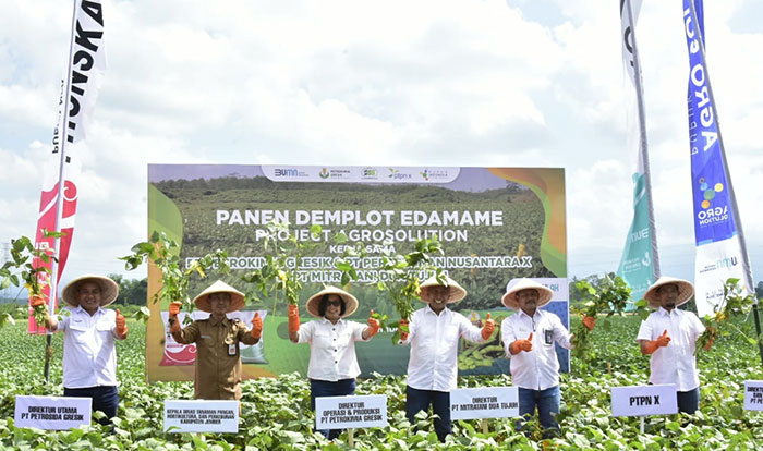 Direktur Operasi dan Produksi Petrokimia Gresik, Digna Jatiningsih (tengah), saat panen edamame di Desa Rowo Tengah, Kecamatan Sumberbaru, Jember. Foto: Ist