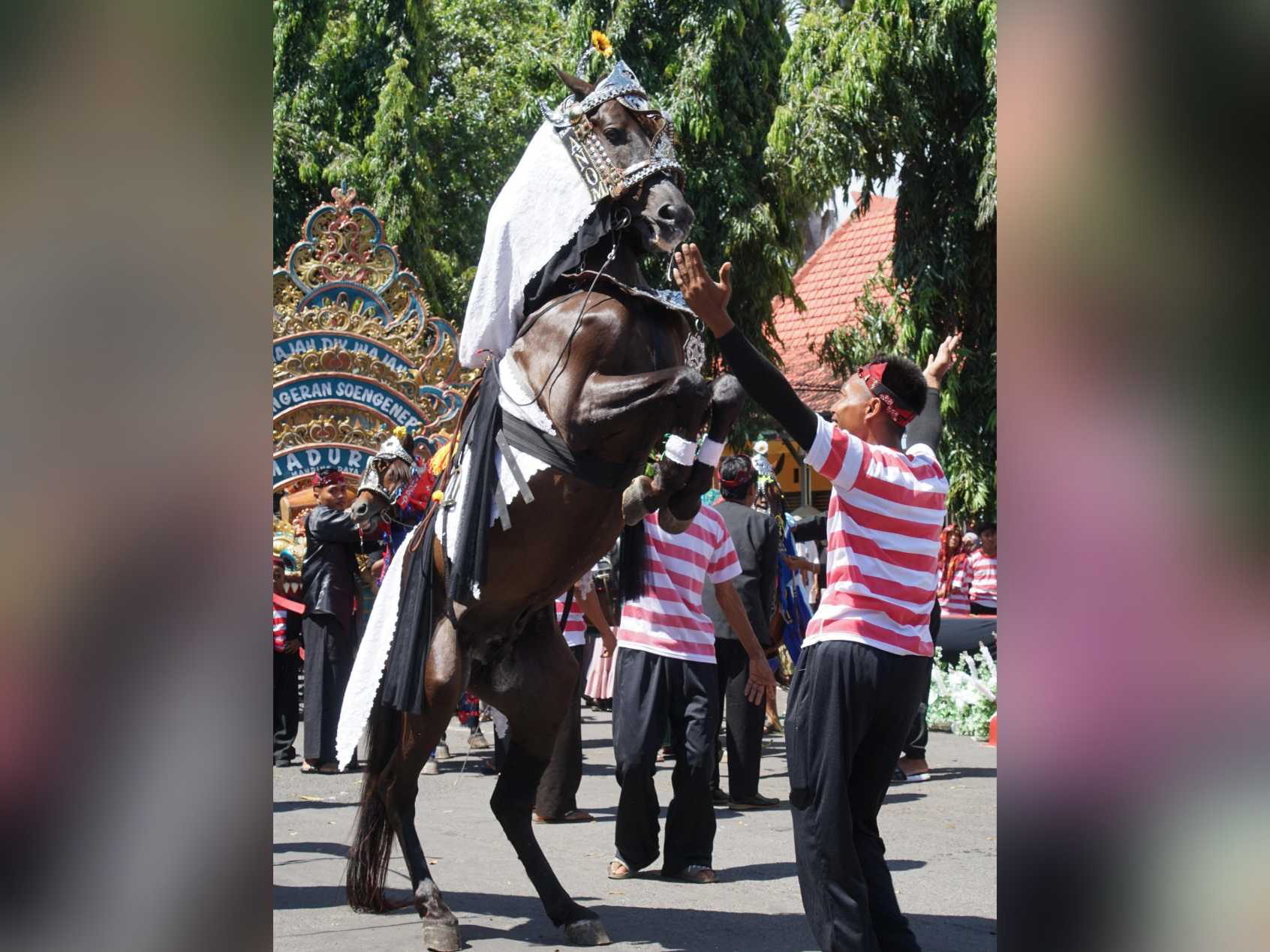Salah satu kuda yang memeriahkan Festival Jaran Serek 2025