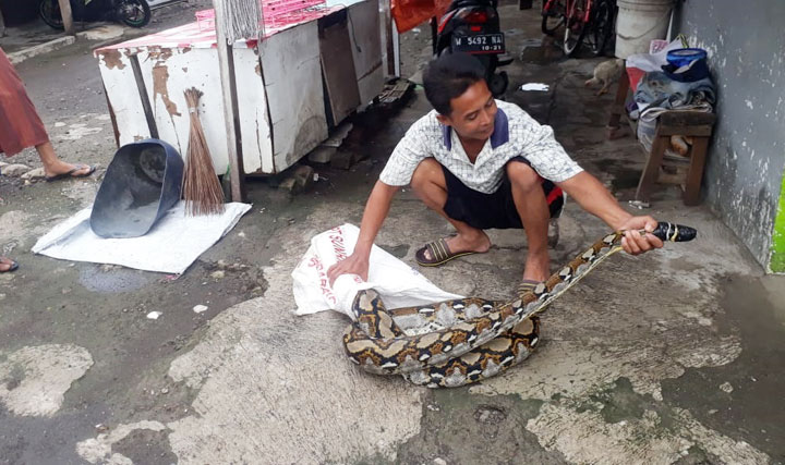 Suryadi menunjukkan ular Sanca Kembang sepanjang 4 meter yang berhasil ditangkap.