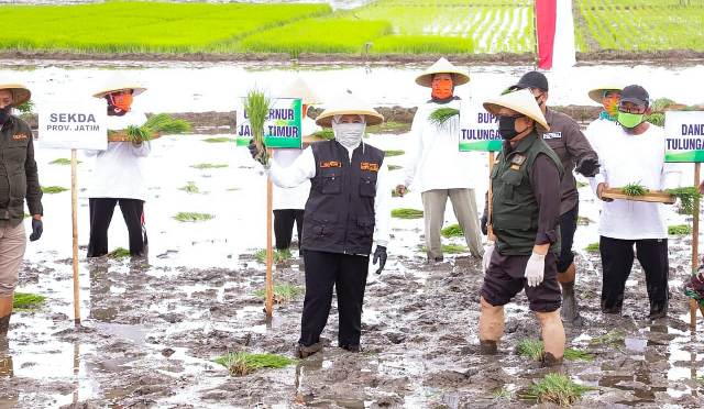 Gubernur Jawa Timur Khofifah Indar Parawansa secara simbolik ikut menanam padi bersama pejabat Pemprov Jatim dan kepala daerah untuk percepatan masa tanam sebelum memasuki musim kemarau. foto: ist/ bangsaonline.com  
